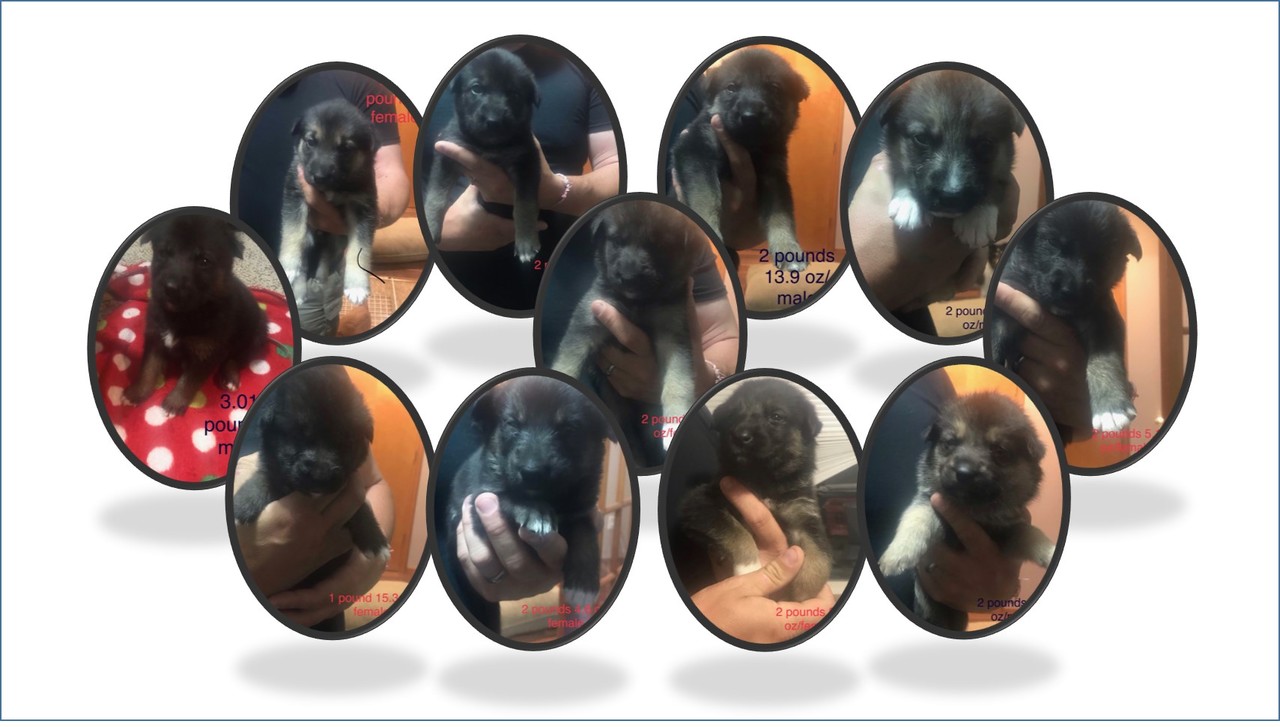 LIGO Puppies Collage