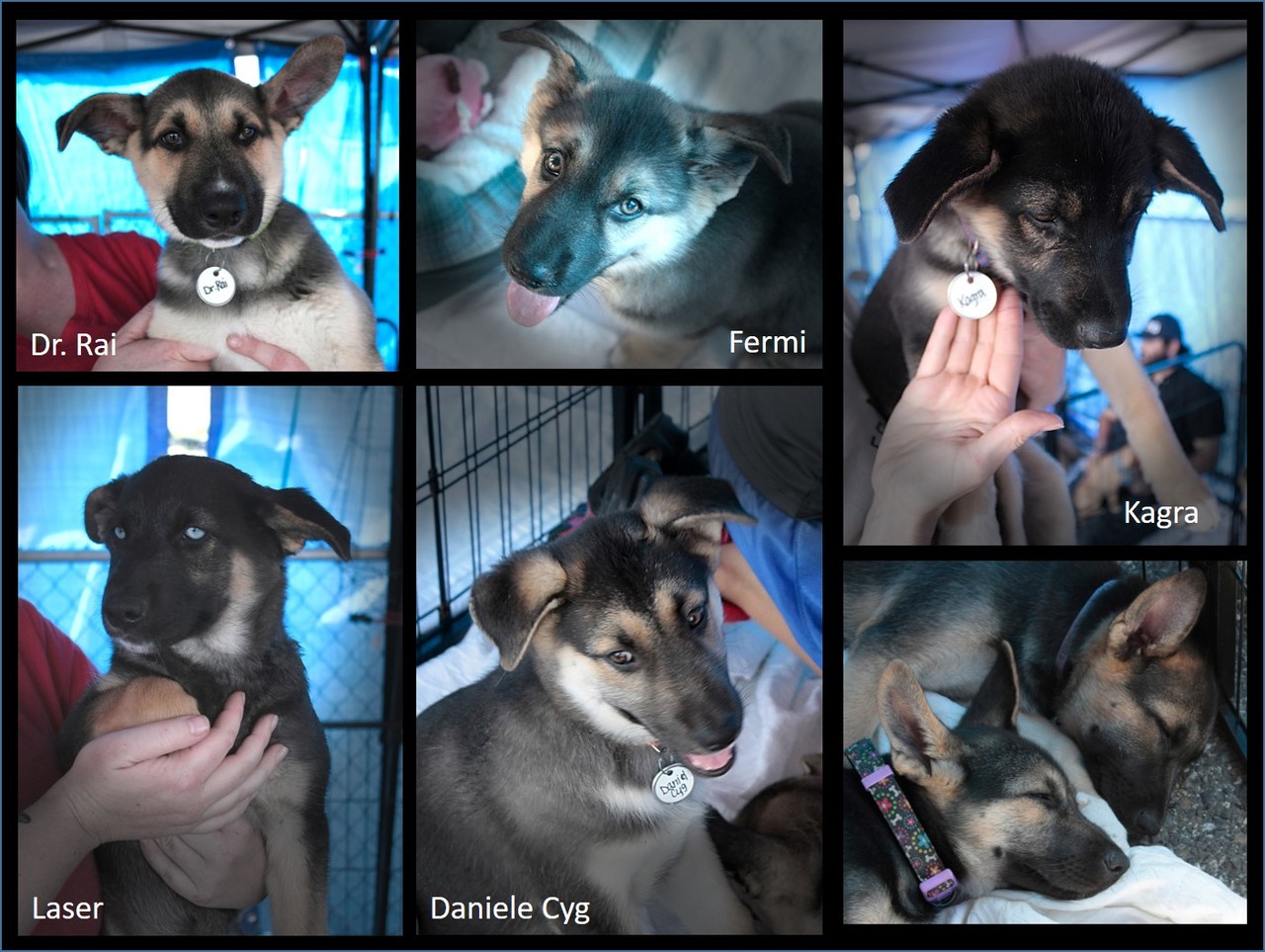 Bigger puppies collage 1