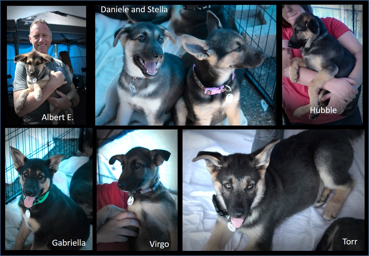 LIGO Puppies Collage 3